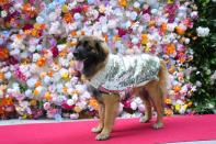 A dog attends the Pet Gala fashion show at AKC Museum of The Dog on Monday, May 20, 2024, in New York. (Photo by Charles Sykes/Invision/AP)