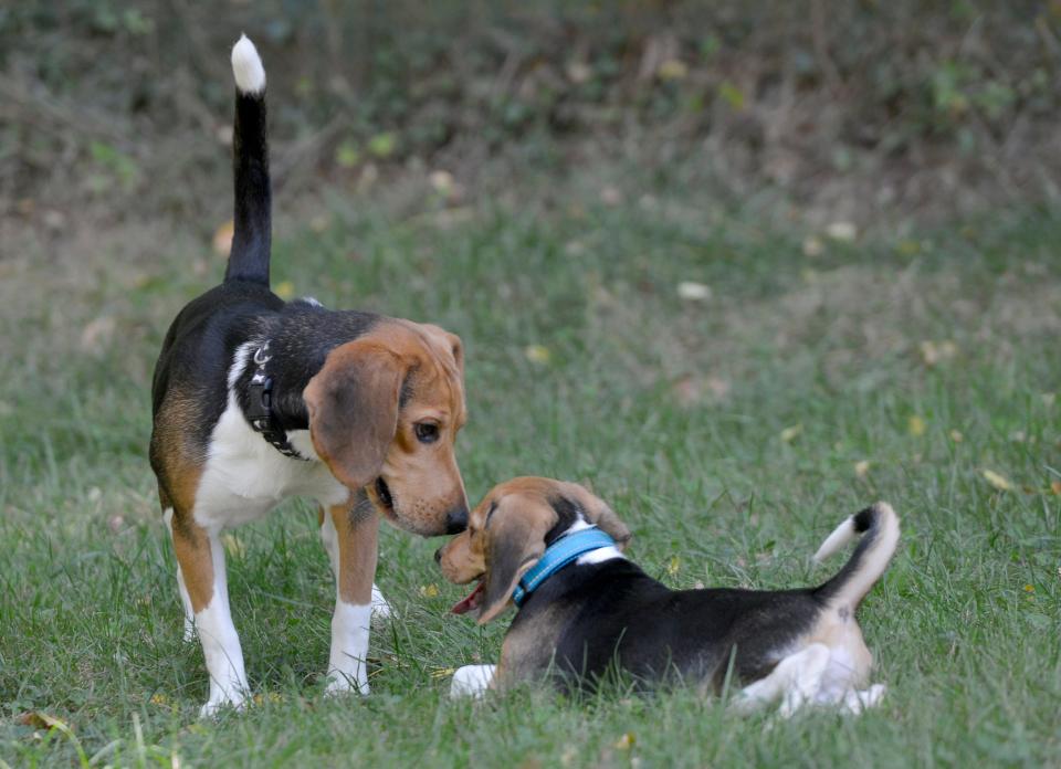 A couple of the beagles play around in the grassy paddock Tuesday at the ARL Boston's Brewster facility. To see more photos, go to www.capecodtimes.com/news/photo-galleries.