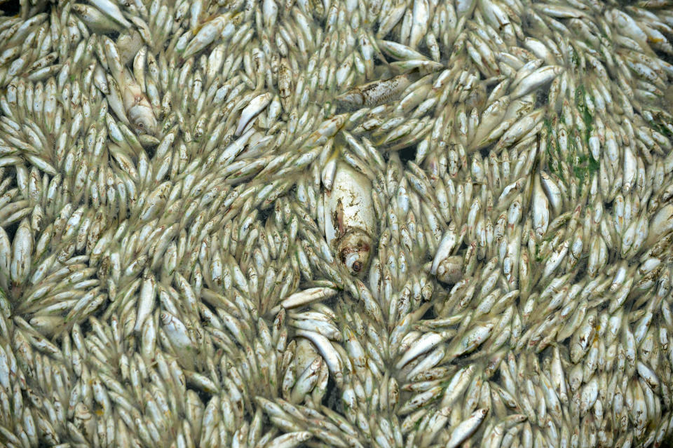 Dead fish are seen floating on the Fuhe river in Wuhan, in central China's Hubei province on September 3, 2013 after large amounts of dead fish began to be surface early the day before. (STR/AFP/Getty Images)