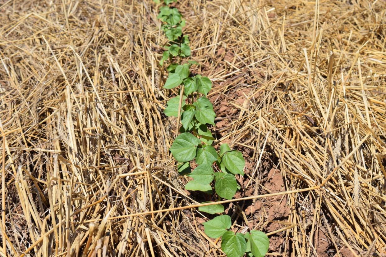 Cotton seedlings in a terminated small grain cover crop in the Texas Rolling Plains.