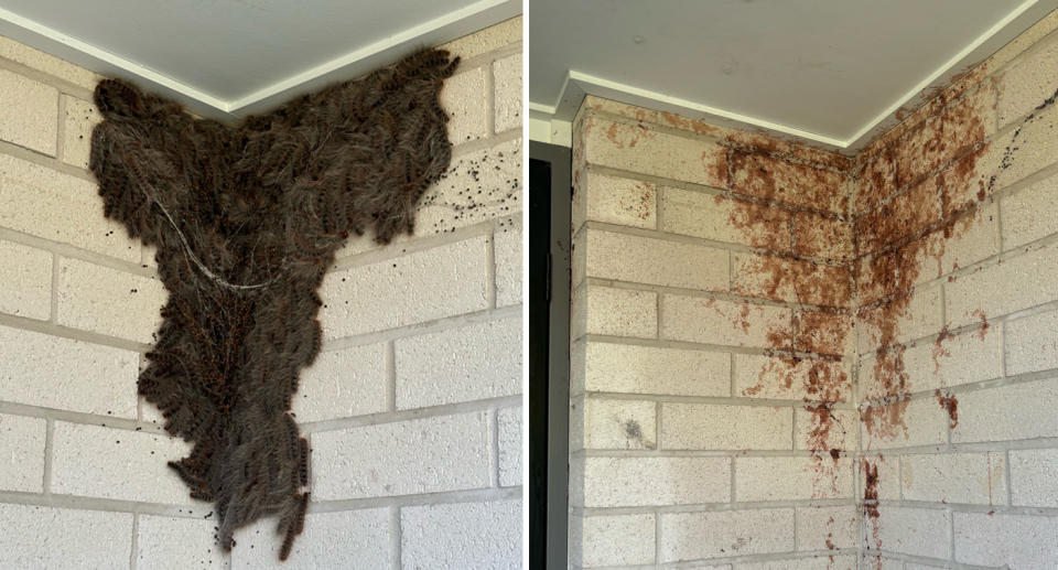 Left: Procession caterpillars on a woman's front doorstep. Right: The mess left behind after the caterpillars were removed.