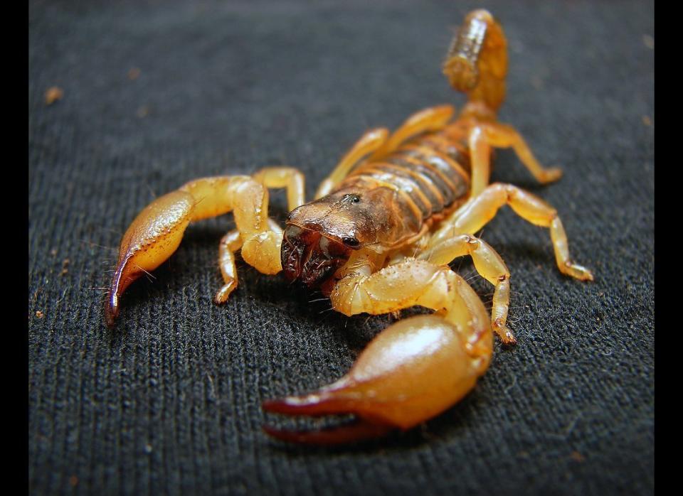<em>Centruroides sp. </em>    Look out for it in: Southern United States, Central and South America    Why you should fear it: The venom can cause severe pain, difficulty breathing, and can be fatal to small children.    Notorious victim: A little boy vacationing with his family in Mexico stepped on a scorpion in his shoe. He was flown to a hospital in San Diego, placed on life support, and did survive.