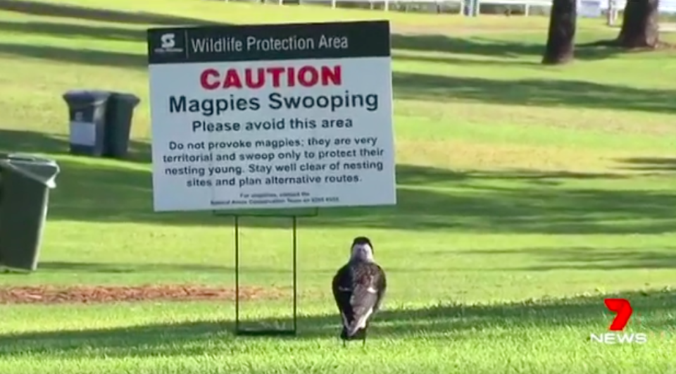 Experts say wearing a hat and sunglasses will reduce your risk of being injured by a magpie. Source: 7 News