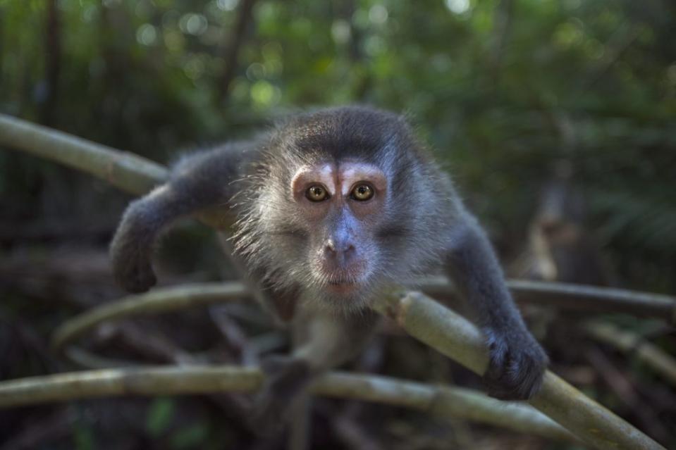 a long-tailed macaque