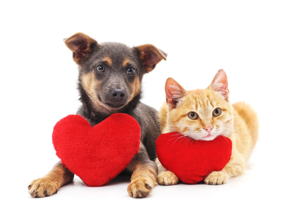 You can shows kittens and puppies some love at a shower hosted by Tiny Bubbles Wine Bar.