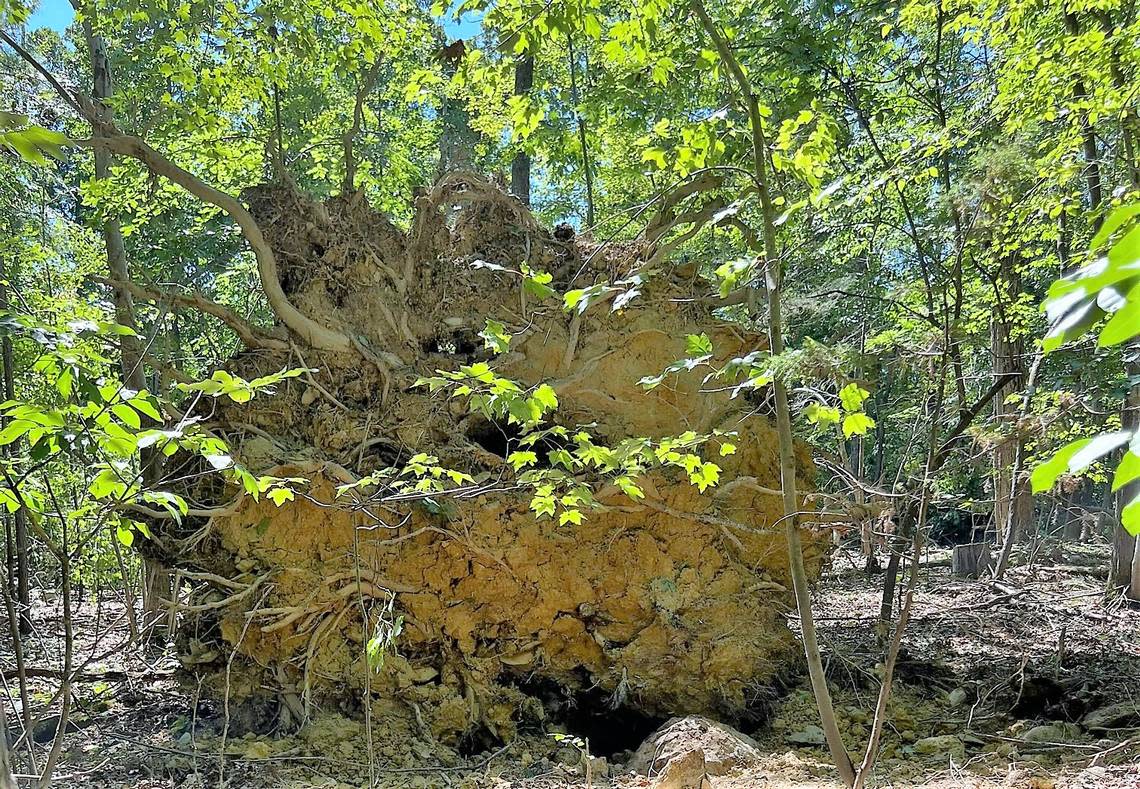 A storm that blew through central Orange County on Tuesday, Aug. 15, 2023, on its way to Durham County left many downed trees and power lines in its wake. Orange County resident Christie Hilliard found several huge trees pulled out of the ground at her home.