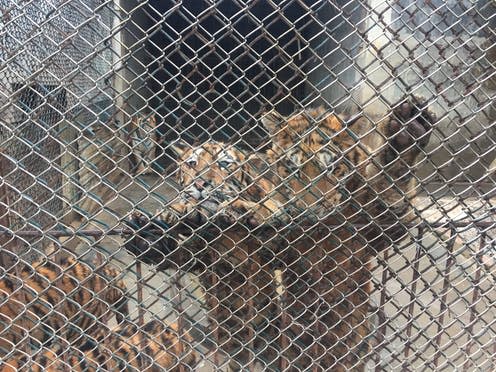 <span class="caption">Around 1,000 tigers are kept at this facility in China.</span> <span class="attribution"><span class="source">World Animal Protection</span></span>