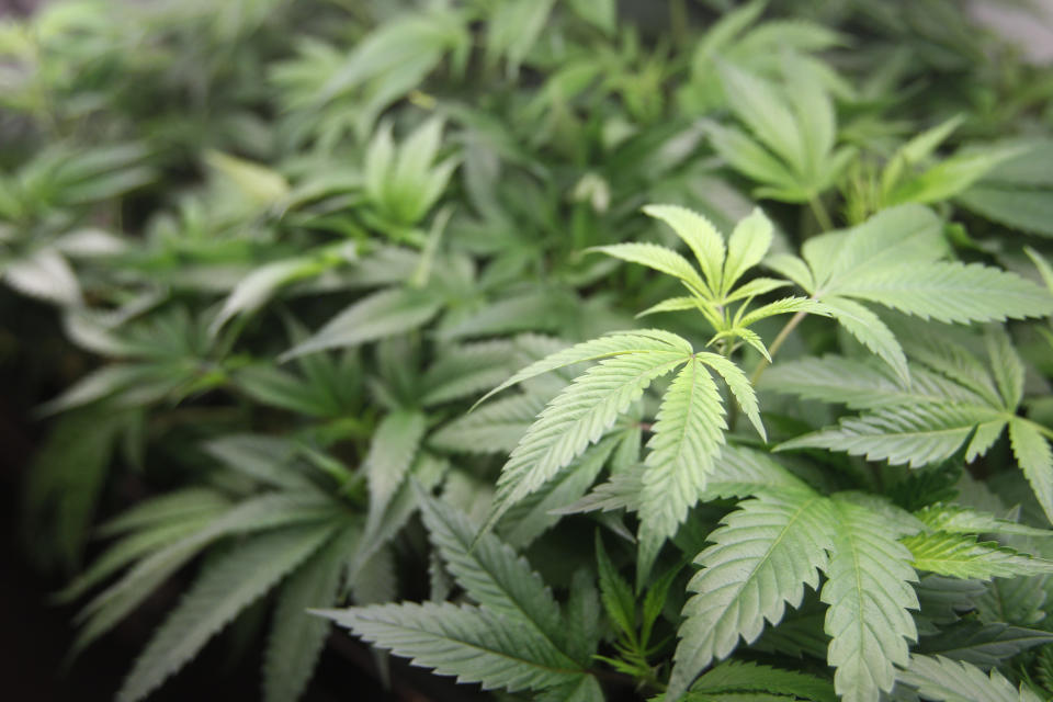 <p>Marijuana plants are for sale at Harborside marijuana dispensary, Monday, Jan. 1, 2018, in Oakland, Calif. (Photo: Mathew Sumner/AP) </p>