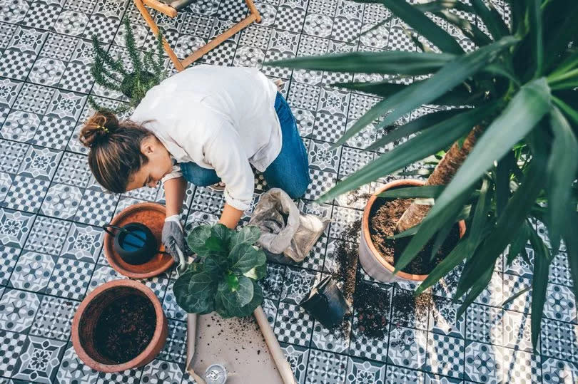 Woman gardening and repotting plant.