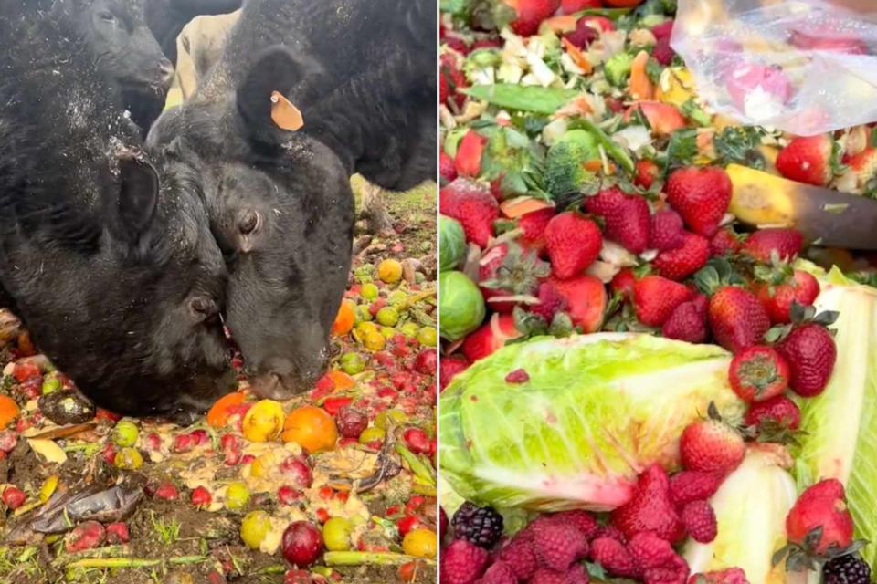 <p>mama2harper/TikTok</p> Cows eating fruit (left), Costco unsold fruit