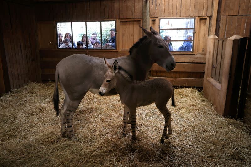 Chilean zoo introduces African Somali wild foal