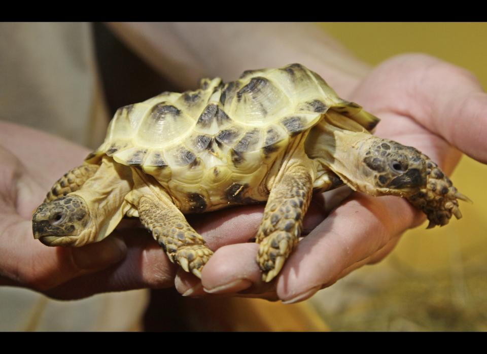 A man displays a two-headed turtle 'Testudo horsfieldi' at National Museum of natural history in Kiev, Ukraine, Monday, March 5, 2012. Besides the two heads the reptile has six legs. 