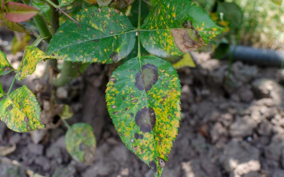 Rust fungus