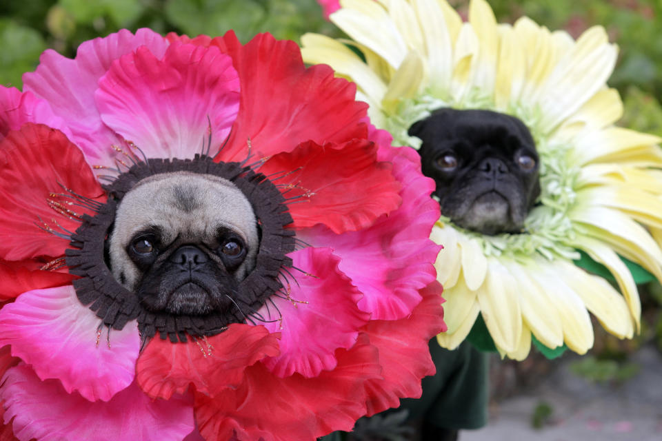 This photo taken Oct. 4, 2009 shows pugs Mochi, left, and Olive posing for a photo dressed in their Halloween costumes at flowers at their home in Huntington Beach Calif. The stepsisters have been geisha girls, surfer girls and sushi over the years. They may not understand the tradition, but "pugs understand positive energy," explained dog owner, partner and costume designer Lisa Woodruff. (AP Photo/Richard Vogel)