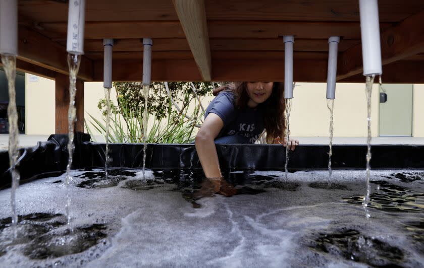 MANHATTAN BEACH-CA-JUNE 10, 2022: Jordan Karambelas, 17, a junior at Mira Costa High School in Manhattan Beach created a raised redwood vegetable bed that is watered by an attached fish pond underneath with the help of Mike Garcia, a landscape contractor who took out his lawn 15 years ago and installed a waterfall/water recycling system in his front and back yards to recycle rainwater. (Christina House / Los Angeles Times)