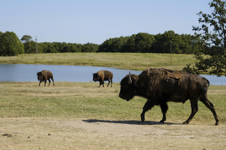 Bison roam near a pond at Bull Hollow, Okla., on Sept. 27, 2022. Bryan Warner, the Cherokee tribe's deputy principal chief, says, “All these different animals — it puts you more in tune with nature. And then essentially it puts you more in tune with yourself, because we all come from the same dirt that these animals are formed from — from our Creator.” (AP Photo/Audrey Jackson)
