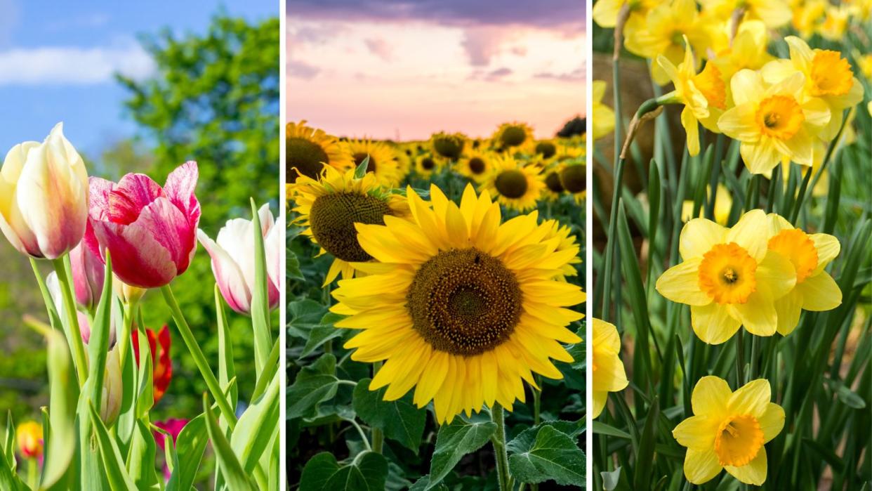  Photos of flowers, tulips, sunflowers, and daffodils, that can be planted in April. 