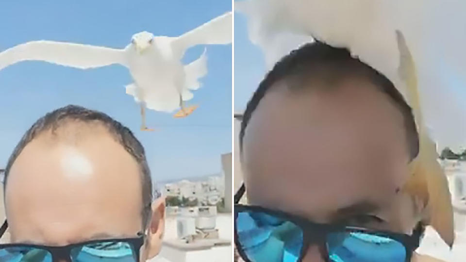 Stills from a video of man taking a selfie getting swooped by a seagull.