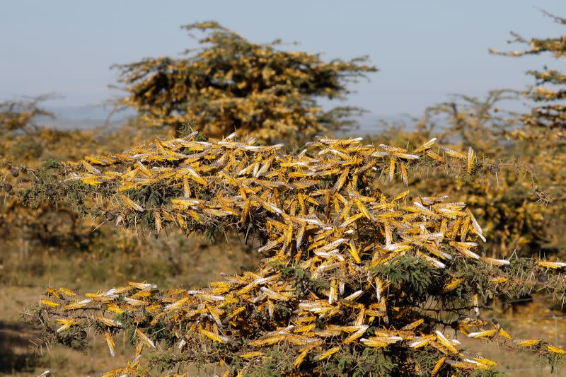 Desert locusts are seen on a tree at a ranch near the town on Nanyuki in Laikipia county