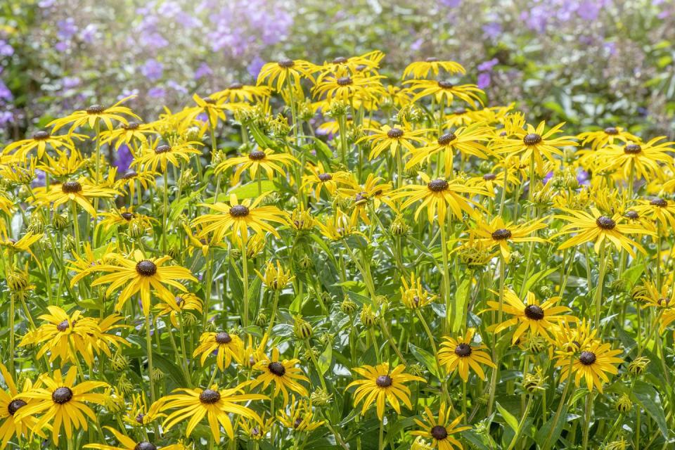 <p>These sunshine-yellow blooms will be sure to brighten even the darkest winter day. Stars of the late summer garden, they look wonderful in containers and borders alike. </p><p><a class="link " href="https://www.waitrosegarden.com/plants/_/rudbeckia-fulgida-var-sullivantii-goldsturm/classid.3538/" rel="nofollow noopener" target="_blank" data-ylk="slk:BUY NOW VIA WAITROSE GARDEN;elm:context_link;itc:0;sec:content-canvas">BUY NOW VIA WAITROSE GARDEN</a></p>