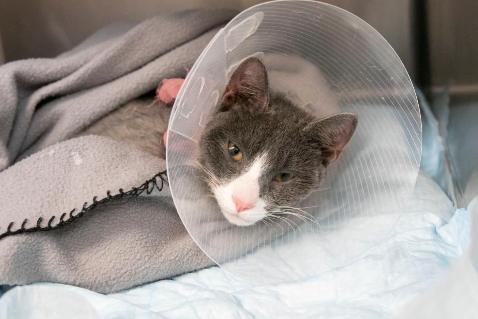 Animal Rescue League trying to save cat who was found with severe burns