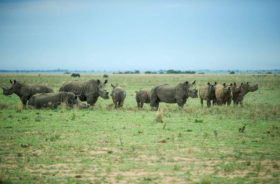 De-horned rhinos roam on the field at John Hume's Rhino Ranch