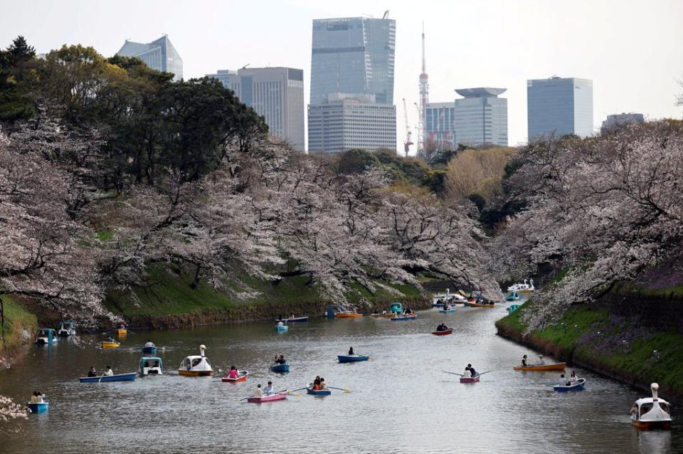 日本正值櫻花季，圖為22日東京千鳥淵公園有許多民眾划船賞櫻。（路透）
