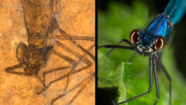 Cephalozygoptera, left, is an extinct damselfly-like insect that has been mistaken as a damselfly, right, for more than a century despite its rounder head than a damselfly's, says SFU paleontologist Bruce Archibald in an academic journal article published last week. (Zootaxa, Brian Tomlinson/Flickr - image credit)