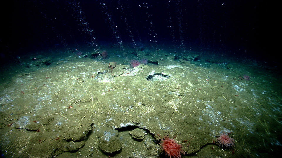 Methane bubbles out of the seafloor off the coast of Virginia, north of Washington Canyon. (Photo: NOAA Office of Ocean Exploration and Research)