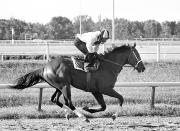 FILE - In this June 29, 1973, file photo, Triple Crown winner Secretariat has four hooves in the air as he gallops during a workout with exercise jockey George Davis in saddle at Arlington Park race track in Arlington Heights, Ill. The racetrack is expected to close after the completion of racing on Sept. 25, with ownership taking bids for the future of the land. (AP Photo/File)