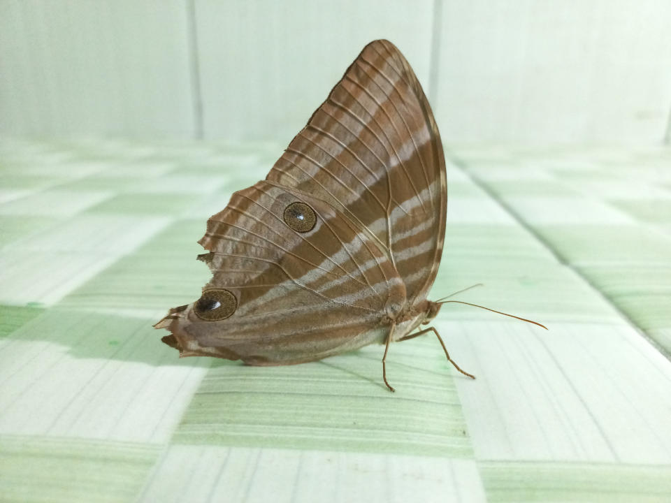 A butterfly with tattered wings rests on a checkered surface