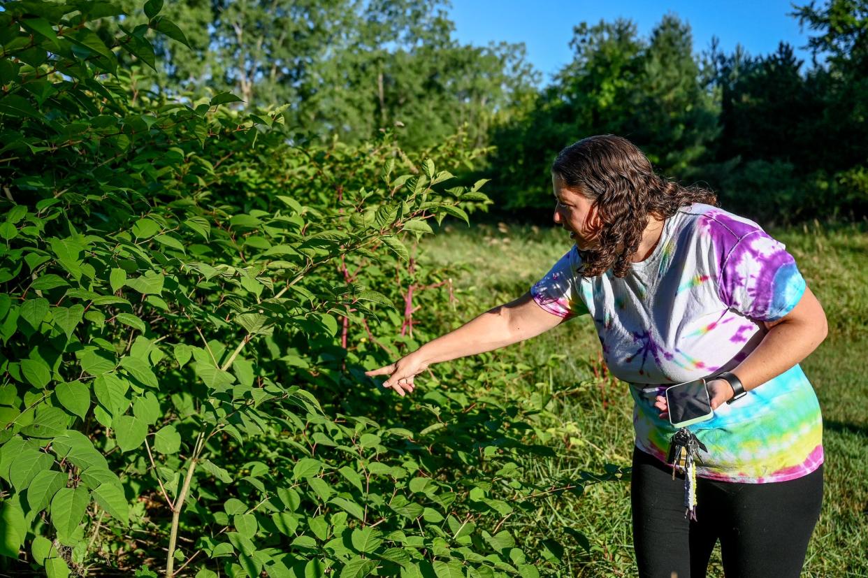 Abby Deneau points out a large patch of invasive knotweed on Tuesday, Aug. 2, 2022, at Grand Woods Park in Lansing. Michigan's invasive species watchlist includes information on several bugs, plants and diseases officials are especially worried about.