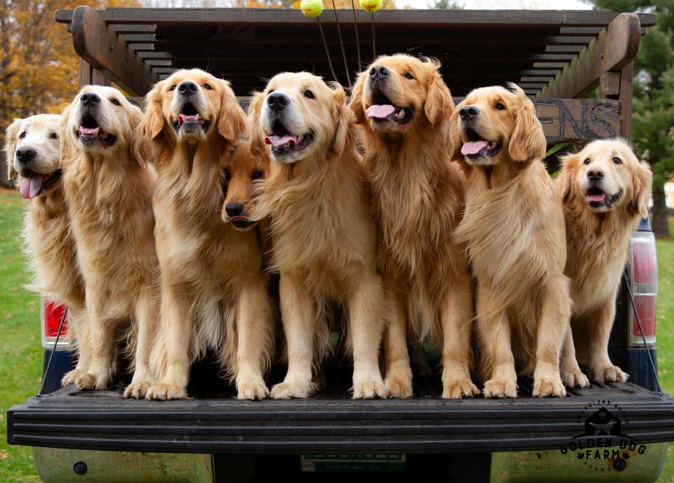 Golden Dog Farm partners with Butternut Goldens to make the experience happen.