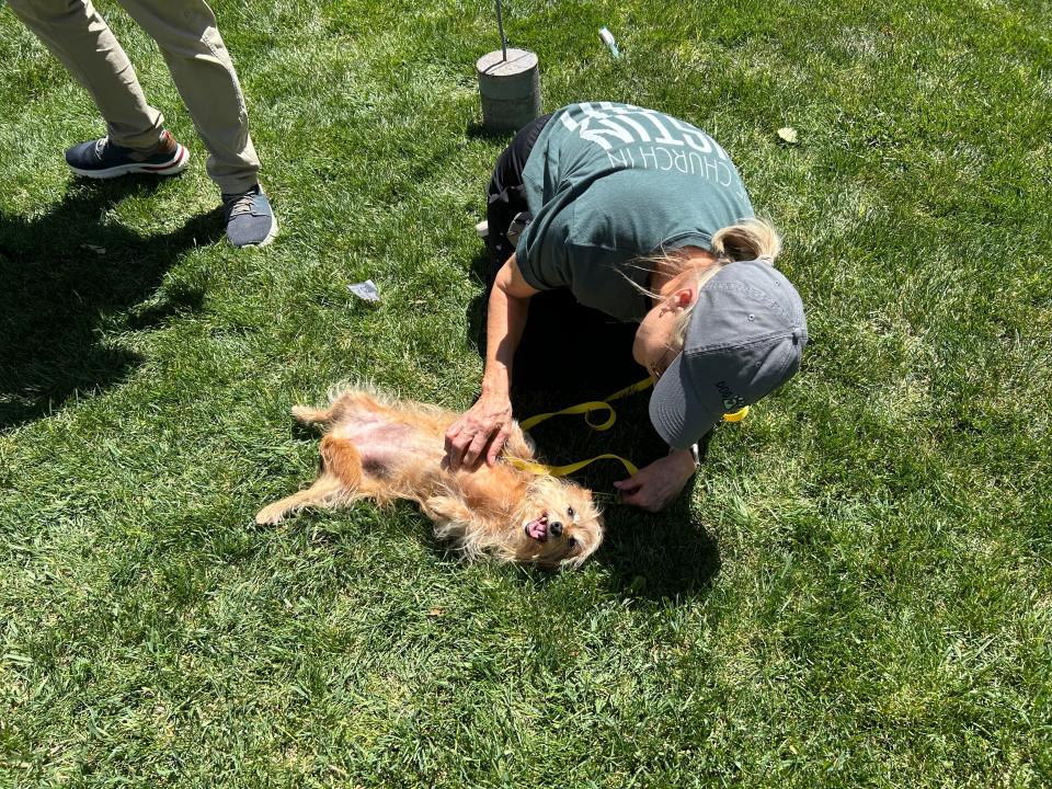 The Best Tummy Rub was a popular event at the Westminster Doggy Show held Sunday at Austin Park and Westminster Presbyterian Church. The event was a "Fun-Raiser" for the community.
