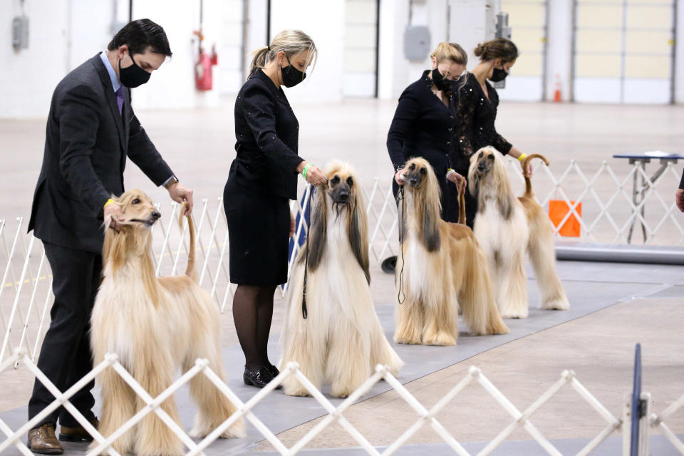 Afghan hounds are pictured at The National Dog Show.  / Credit: Bill McCay/NBC/NBCU Photo Bank via Getty Images