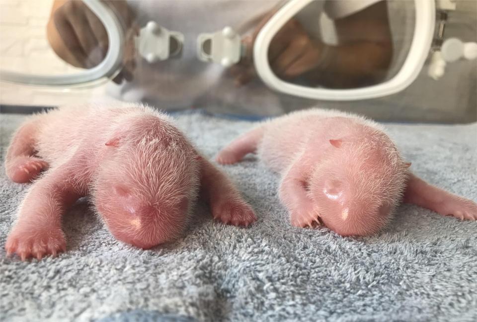 Twin giant panda cubs are pictured at the Qinling Giant Panda Research Center in Zhouzhi County of Xi'an, northwest China's Shaanxi Province, Aug. 23, 2022. An artificially-raised giant panda has given birth to a pigeon pair, or twins with one male and the other female, of cubs at a breeding base in northwest China's Shaanxi Province. TO GO WITH "Giant panda delivers twin cubs again in China's Shaanxi" China Shaanxi xi'an Giant Panda Cubs - 25 Aug 2022