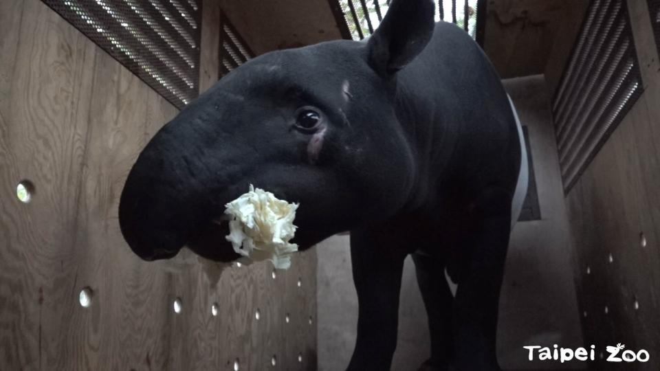 馬來貘「貘豆」吃高麗菜飛機餐。北市動物園提供