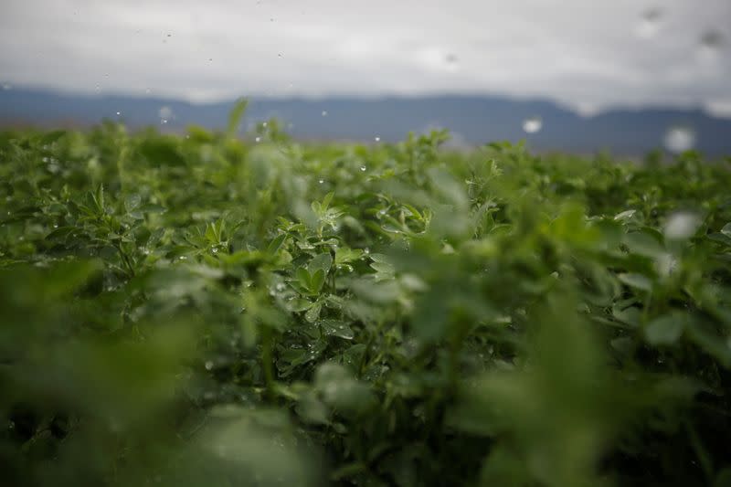 Water is disappearing from Mexico's vital desert oasis Cuatro Cienegas