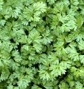 <p>Technically an annual, chervil self-seeds so it's likely you'll only need to plant it once in your garden! Its delicate leaves are used in soups, stews, fish dishes, and herb butter.</p><p><a class="link " href="https://go.redirectingat.com?id=74968X1596630&url=https%3A%2F%2Fwww.burpee.com%2Fchervil-curled-prod001078.html&sref=https%3A%2F%2Fwww.veranda.com%2Foutdoor-garden%2Fg35122682%2Fperennial-herbs%2F" rel="nofollow noopener" target="_blank" data-ylk="slk:SHOP CHERVIL SEEDS;elm:context_link;itc:0;sec:content-canvas">SHOP CHERVIL SEEDS</a></p>