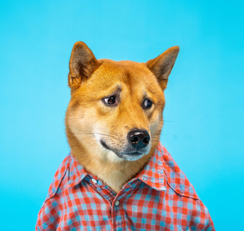 An image of a confused looking shiba dog wearing a red and blue checked shirt
