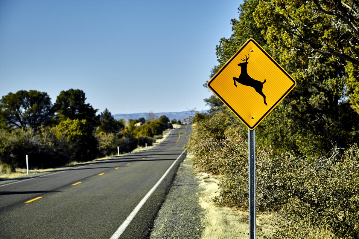 California Law Makes It Legal to Collect and Eat Roadkill