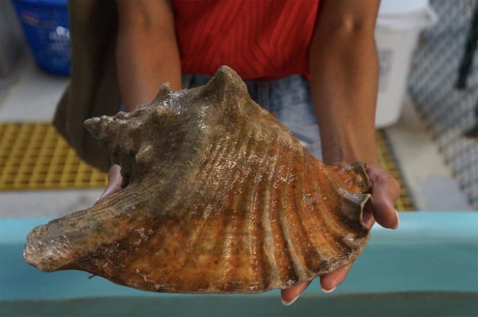 <div class="inline-image__caption"><p>A conch shell.</p></div> <div class="inline-image__credit">Courtesy of Kristin Conard</div>