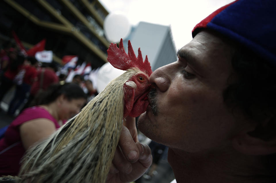 Man kisses his rooster as he takes part during a national strike to protest against new economic measures promoted by the government of President Laura Chinchilla, in San Jose