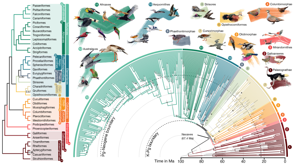 <em>The updated bird family tree delineating 93 million years of evolutionary relationships between 363 bird species. CREDIT: Jon Fjeldså (drawings) and Josefin Stiller.</em>