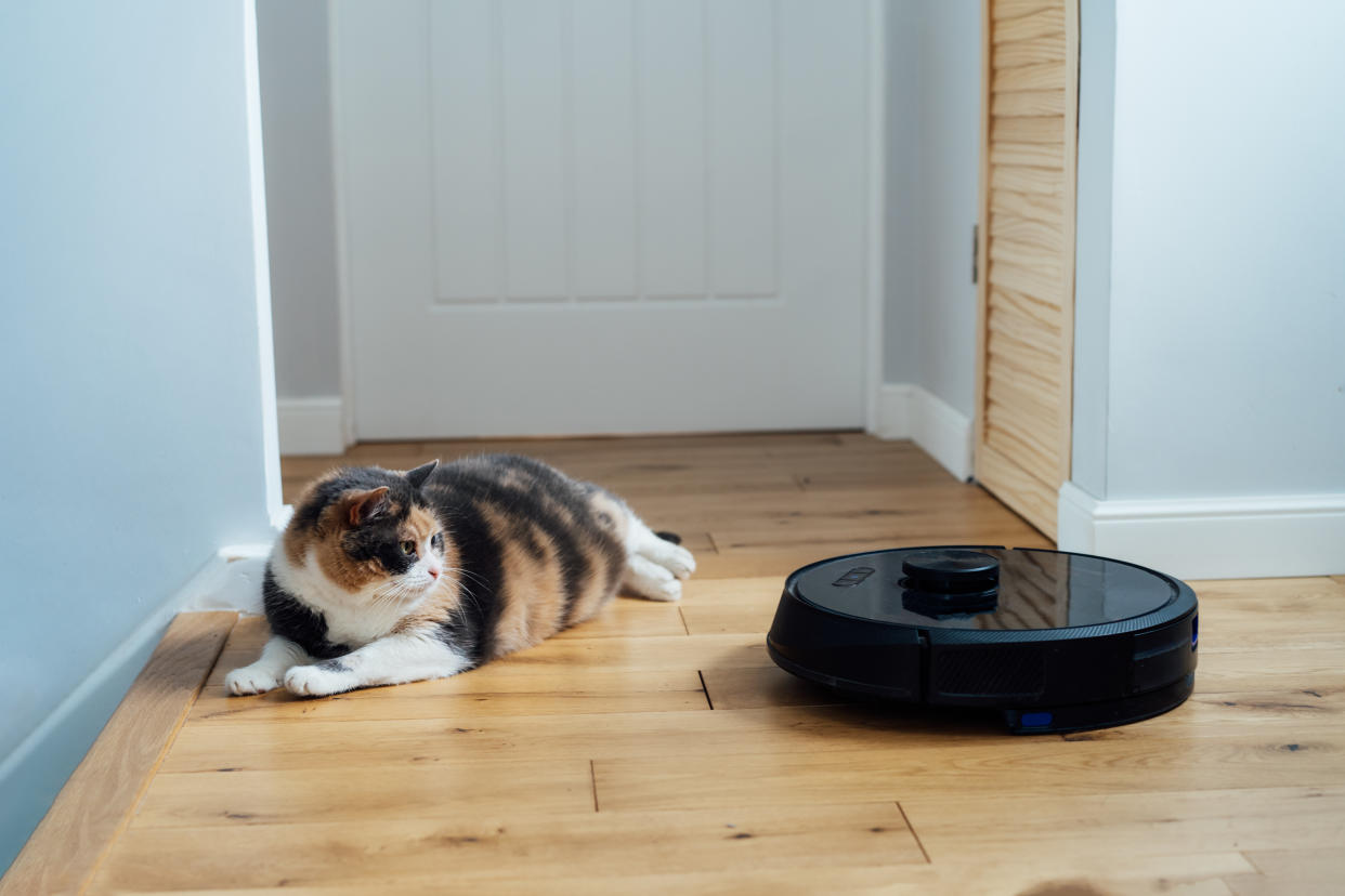 Prime Day deals Tense, confused pet cat watching on a smart vacuum cleaner. A multicolor pet cat is lying on the wooden floor near the working robotic vacuum cleaner. Silent vacuum cleaner. Selective focus