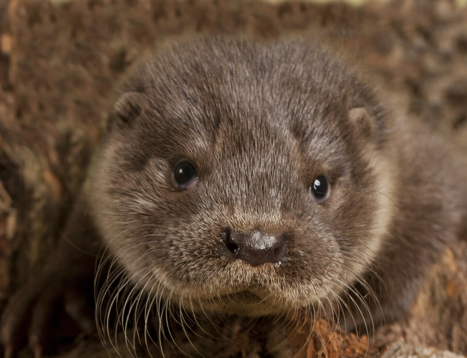 European otter, Lutra lutra, Orphaned juvenile in studio after rescue by wildlife centre