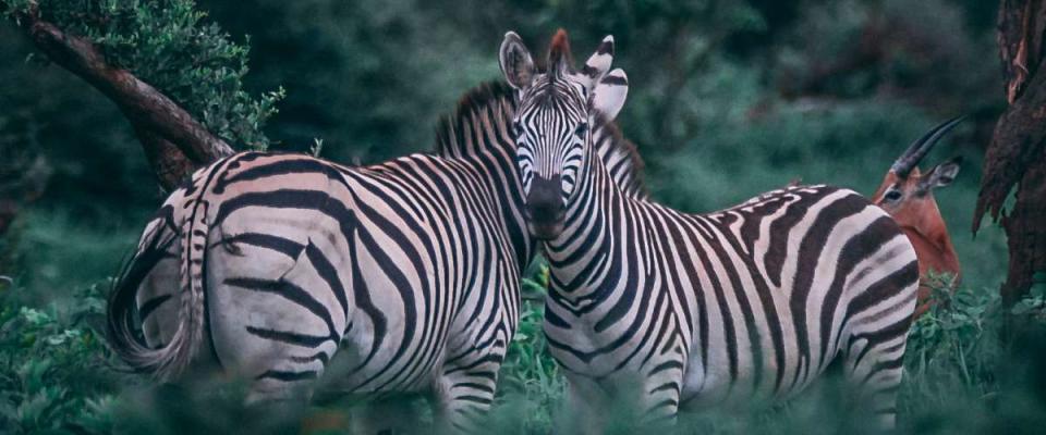 Chobe National Park, Botswana