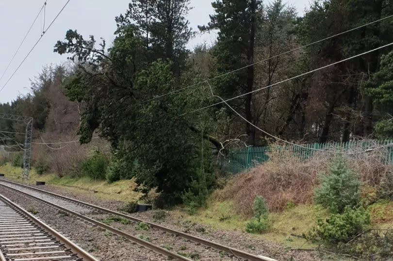 tree on line