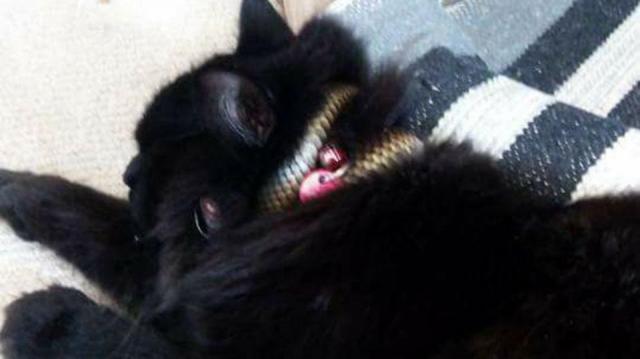 Why this unlucky cat's new 'collar' terrified its owners