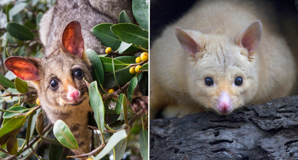 Right image is of a golden brushtail possums and left image is of a common brushtail possum.